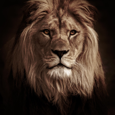 lion1