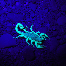 scorpion