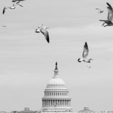 A flock of gulls flying over the U.S. Capitol