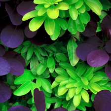 purpgreen